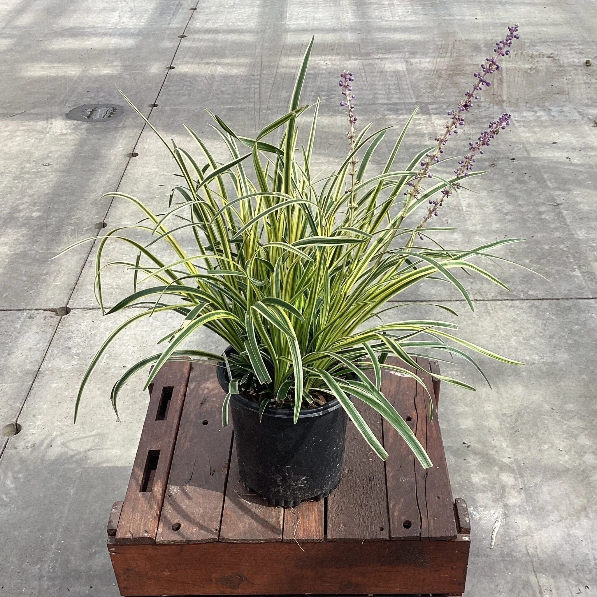 Variegated Liriope (Liriope muscari) - Quart Container