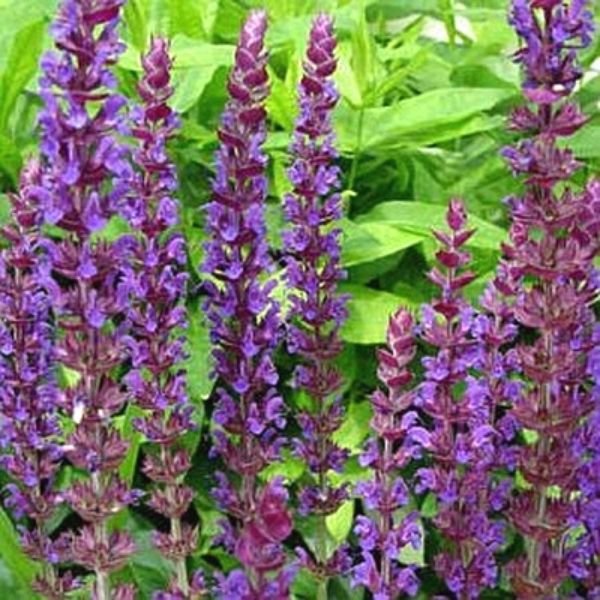 East Friesland Salvia (Salvia nemorosa) - Quart Container