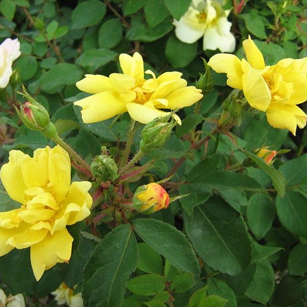 Sunny Shrub Rose (Rosa) - Quart Container