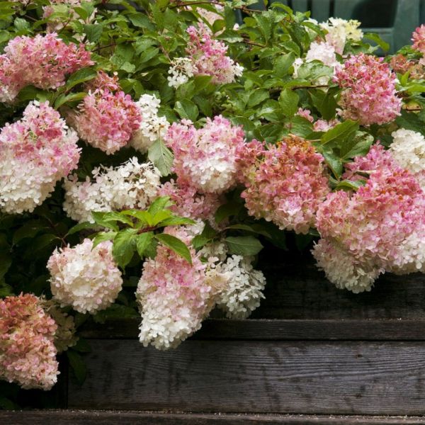 Panicle Hydrangea (Hydrangea paniculata) - Quart Container