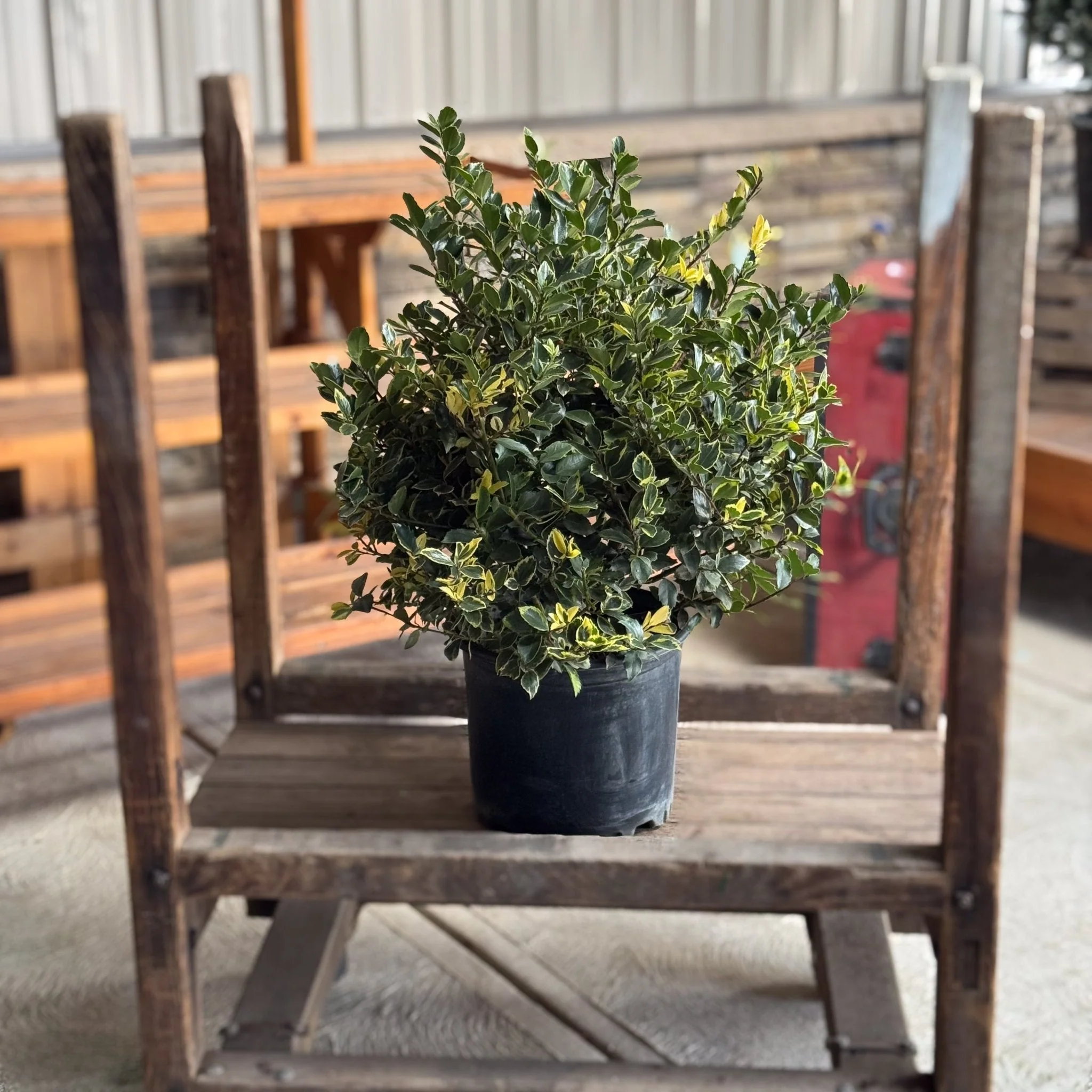 Variegated Holly (Ilex x meserveae) - #3 Container