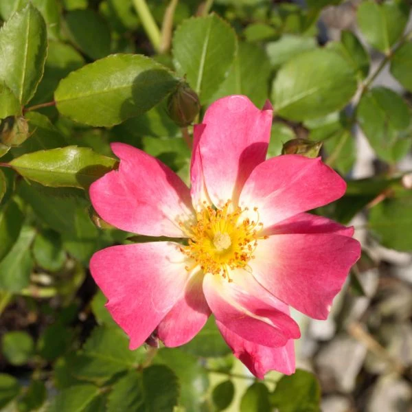 Pink Drift Groundcover Rose (Rosa) – Quart Container