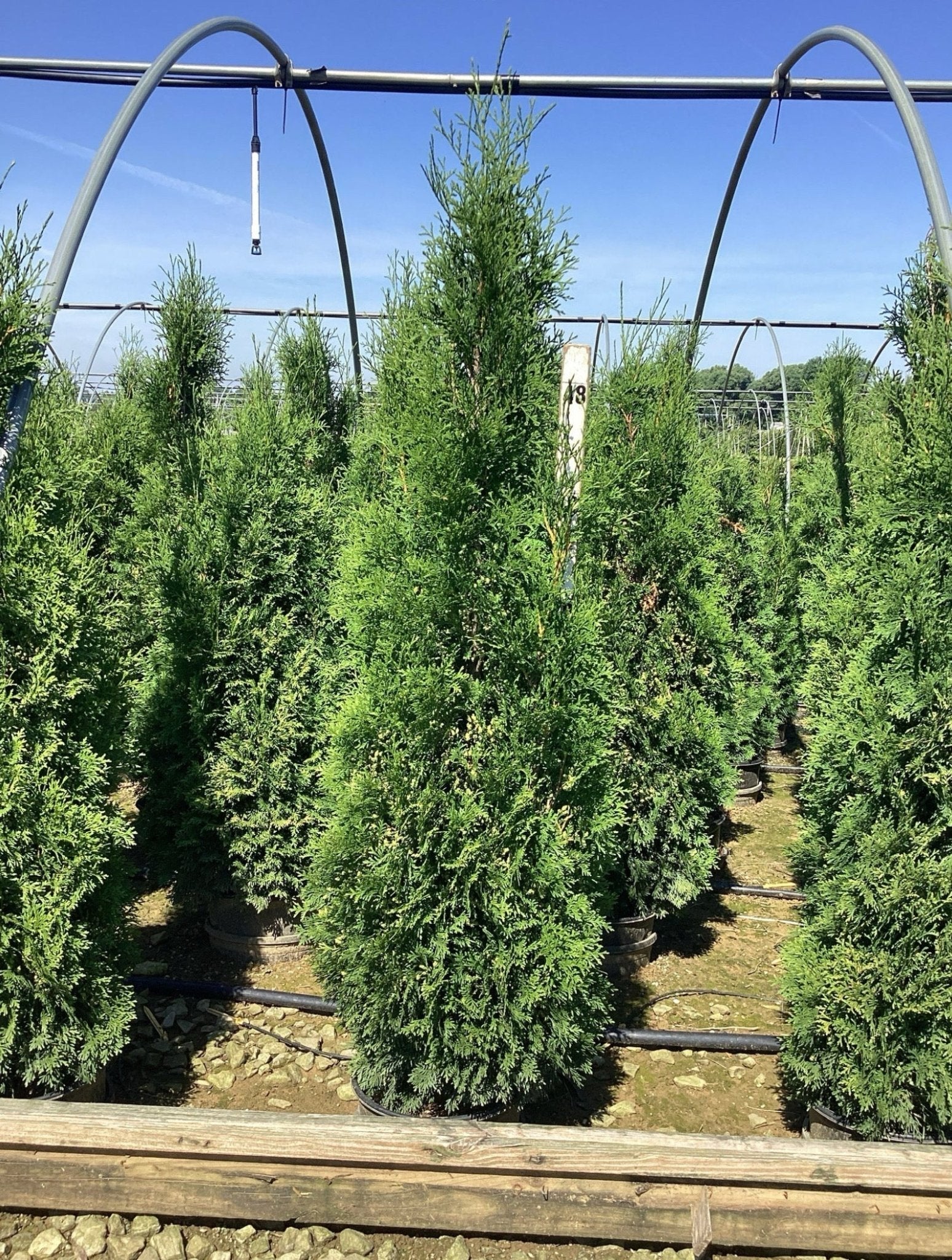 Thin Man Arborvitae (Thuja occidentalis) - #1 Container