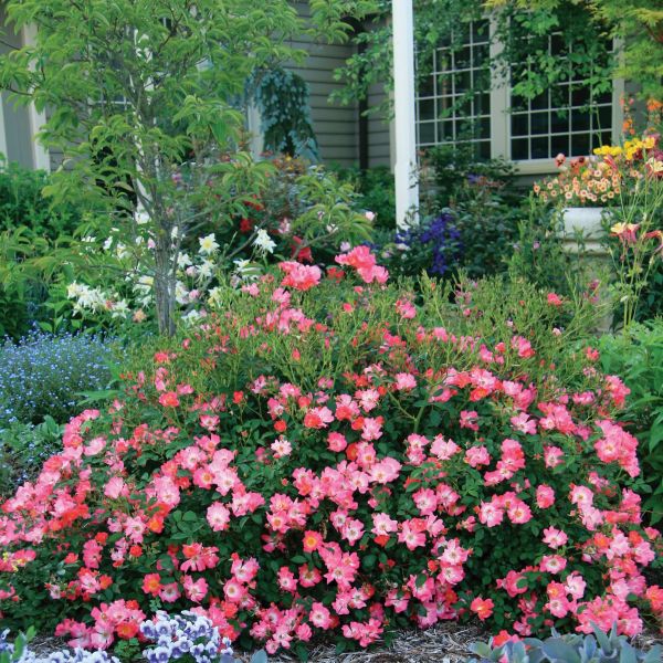 Pink Drift Groundcover Rose (Rosa) – Quart Container
