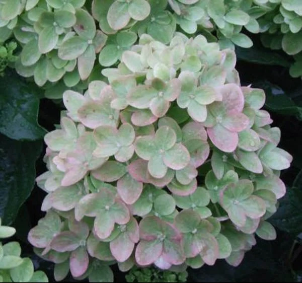 Dwarf Panicle Hydrangea (Hydrangea paniculata) - Quart Container