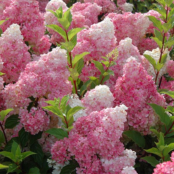 Panicle Hydrangea (Hydrangea paniculata) - Quart Container