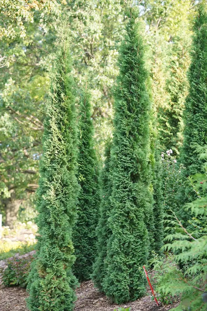 Thin Man Arborvitae (Thuja occidentalis) - #1 Container