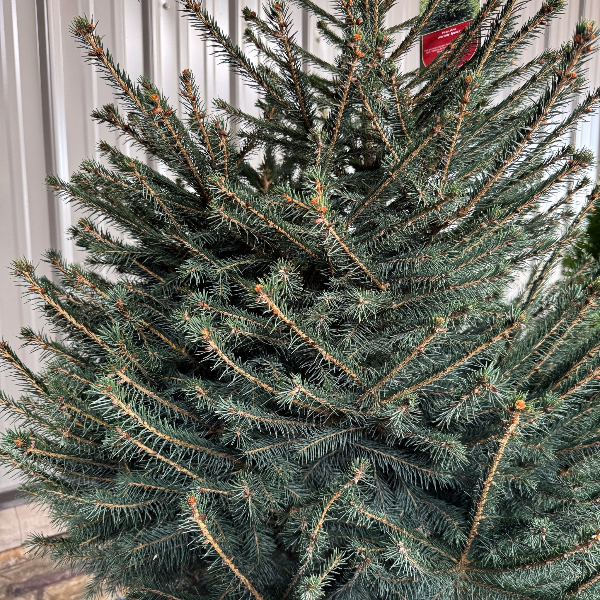 Norway Spruce Tree (Picea abies) - Quart Container, 5-6 ft
