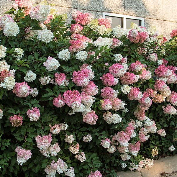 Panicle Hydrangea (Hydrangea paniculata) - Quart Container
