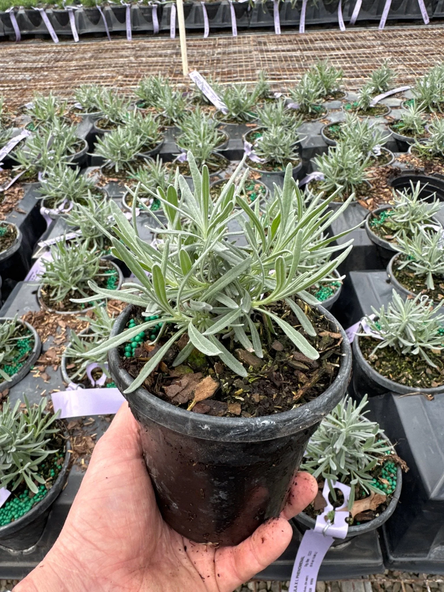 French Lavender (Lavandula x intermedia) - Quart Container