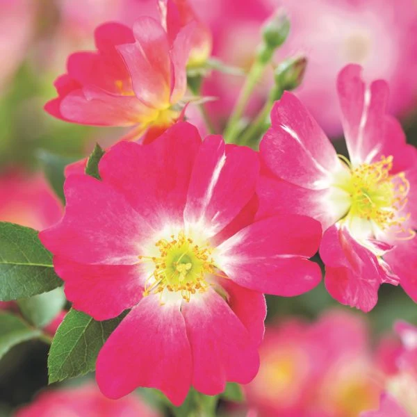 Pink Drift Groundcover Rose (Rosa) – Quart Container