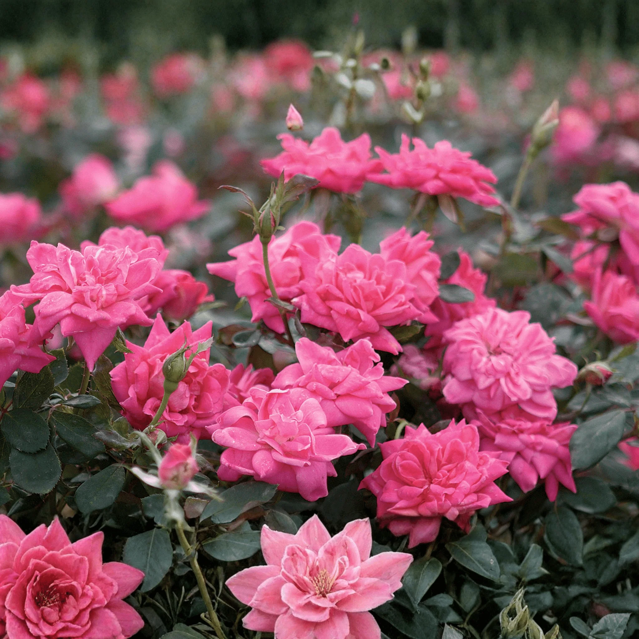 Pink Double Shrub Rose (Rosa) - Quart Container