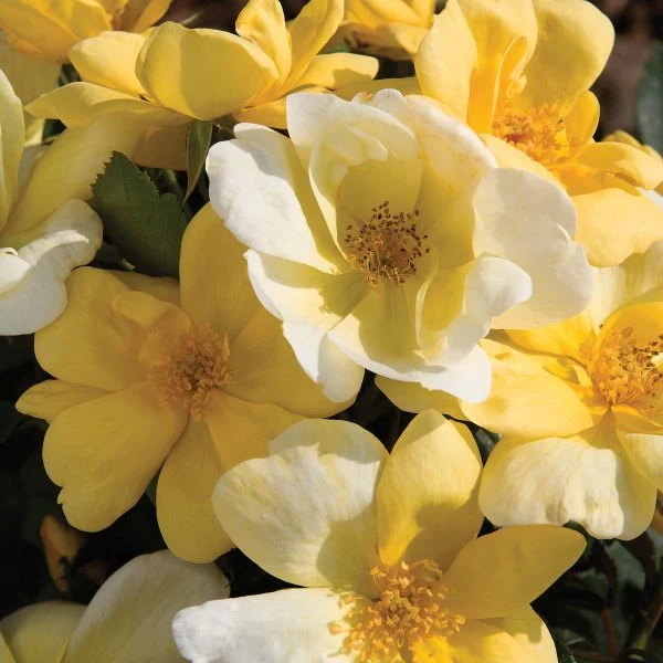 Sunny Shrub Rose (Rosa) - Quart Container